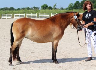 Klints Karisma på utställning