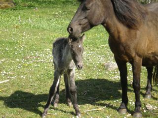 Klints Vinst, championföl