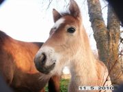 Klints Vinst nyfödd